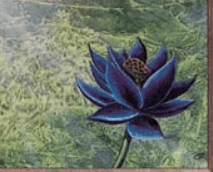 ブラックロータス